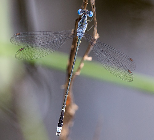 Lestes tridens male